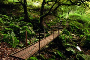 Camino hacia el poblado por el bosque