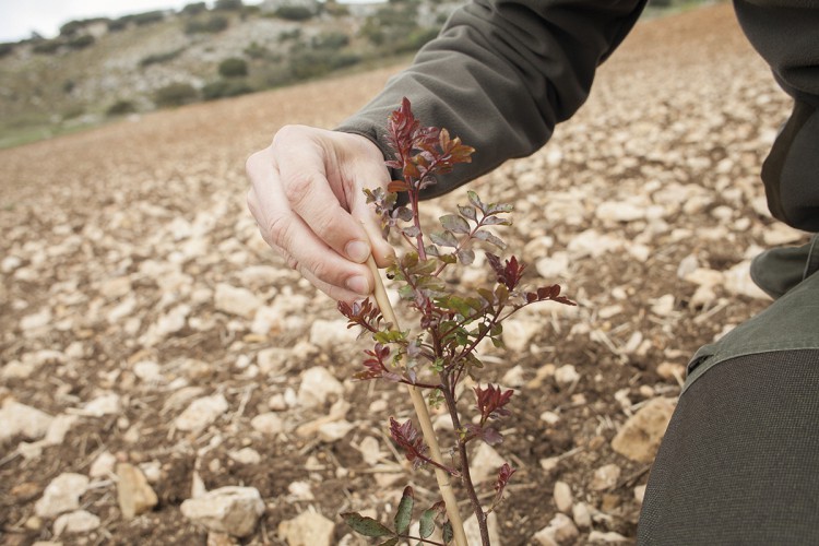 El cultivo del pistacho se pone de moda en la comarca de Ronda