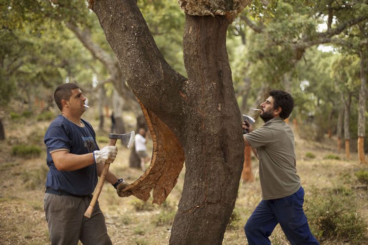 Comienza la saca del corcho en los montes de Ronda