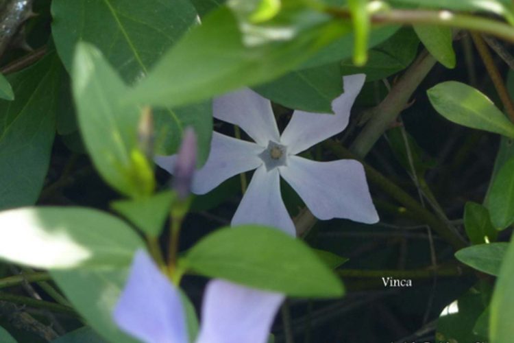 Naturaleza de la Serranía de Ronda: La Vinca o ‘Hierba Doncella’