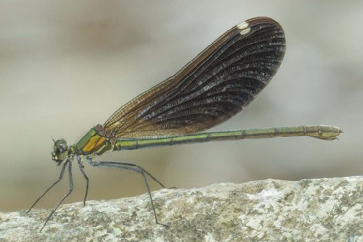 Fauna de la Serranía de Ronda: Bella Dama-Caballito del diablo de alas azules, Calopteryx virgo