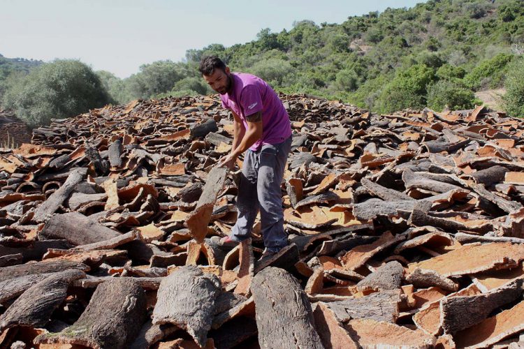 El Ayuntamiento de Ronda recibirá cerca de 800.000 euros por la venta del corcho de los Montes de Propios