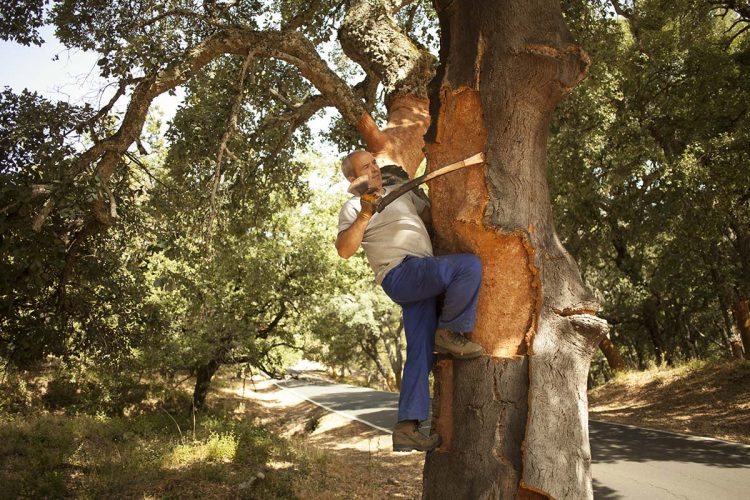 Últimos días de la saca del corcho en Los Montes de Propios