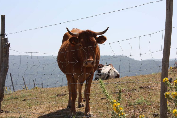 El Ayuntamiento vende 150 terneros de los Montes de Propios por 165.000 euros