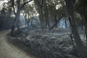 Las llamas han calcinado veinte hectáreas según ha contabilizado el Plan Infoca. Foto Javier Flores.