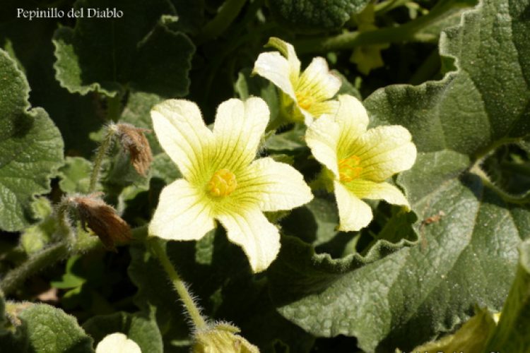 Plantas de la Serranía de Ronda: Pepinillo del Diablo