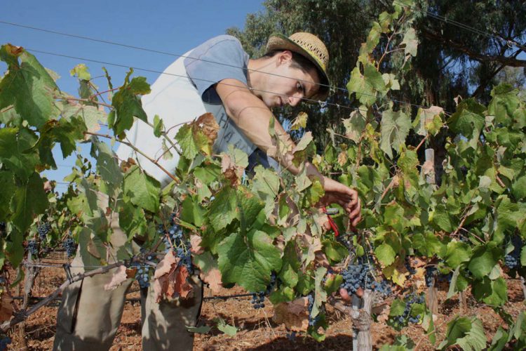 Buenas previsiones para la vendimia de este año en la Serranía