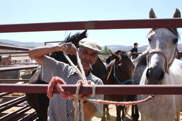 El jueves comienza la Feria de Ganado con la llegada de cien équidos de Pruna