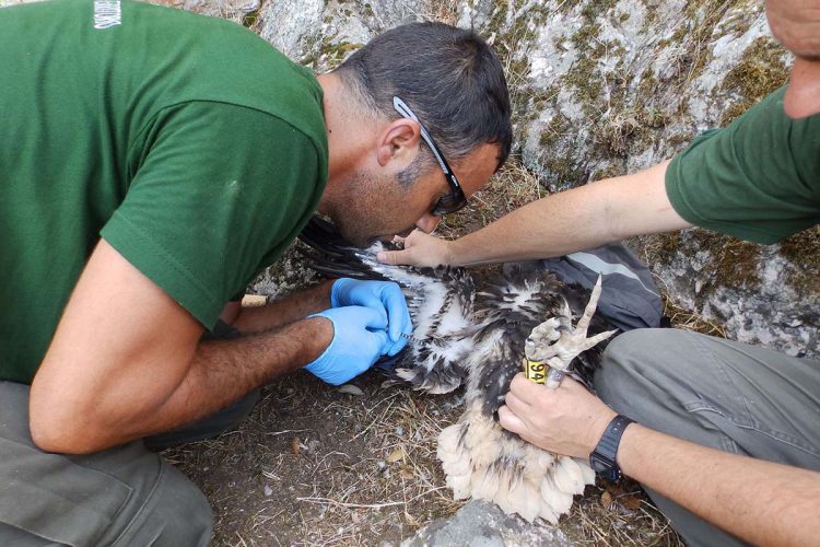 Agentes de Medio Ambiente logran anillar pollos de alimoche en la Serranía de Ronda