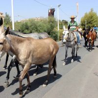 Los caballos de Pruna, en su entrada en el Real en 2016.