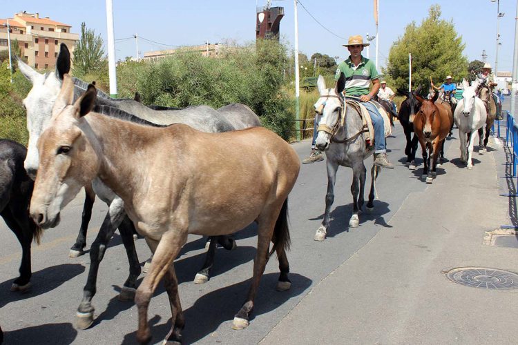 Ronda recibirá el jueves a los ganaderos trashumantes que llegarán de Pruna