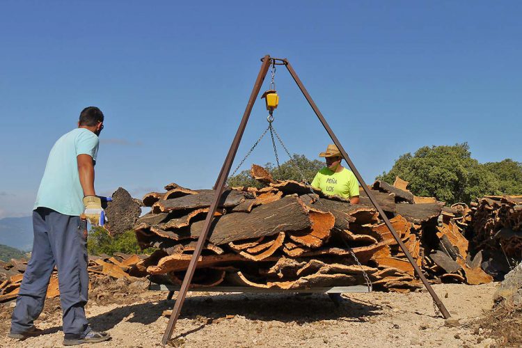 El Ayuntamiento licita los trabajos de la saca del corcho de Los Montes de Propios para esta campaña