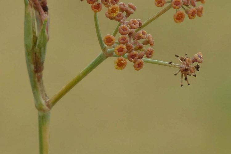 Plantas de la Serranía de Ronda: Hinojo de sangre (Foeniculum sanguineum)