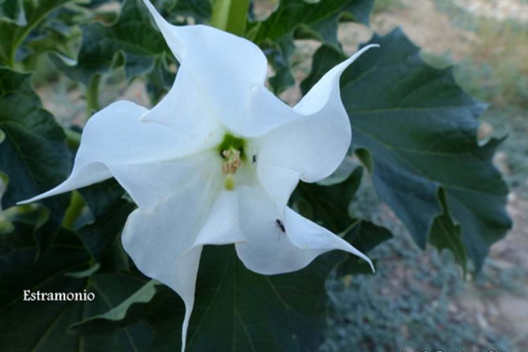 Plantas de la Serranía de Ronda: Estramonio-Trompeta del Diablo