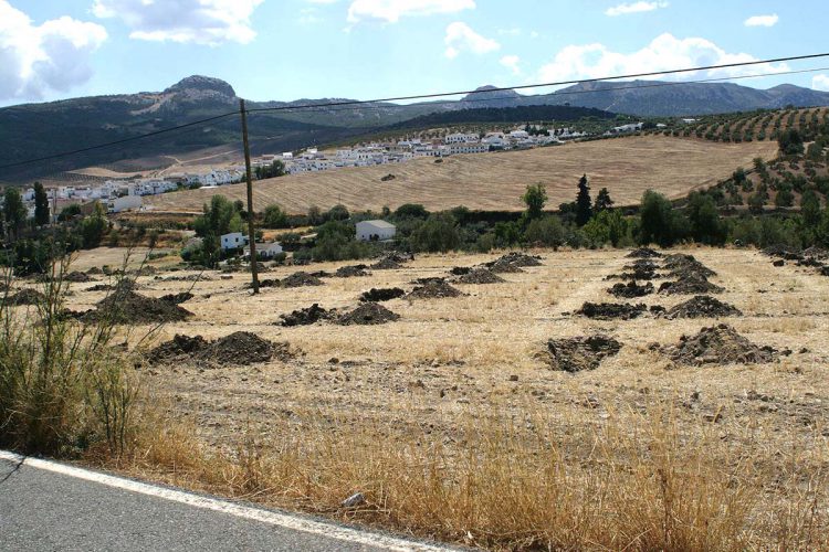 El Seprona remite un informe a Patrimonio tras localizar plantaciones de olivos sobre un yacimiento arqueológico romano cerca de Serrato