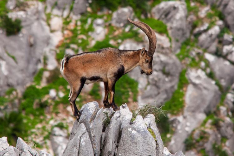 Medio Ambiente convoca el VII Concurso Fotográfico Sierra de las Nieves