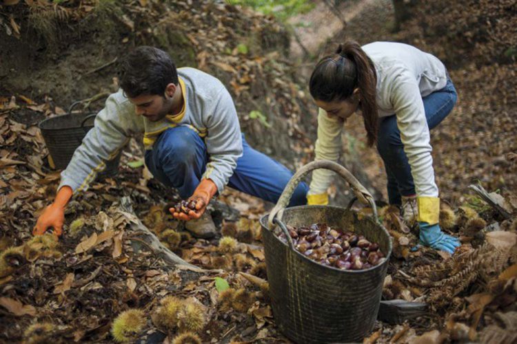 Los productores del Valle del Genal anuncian que la cosecha de castaña será este año inferior