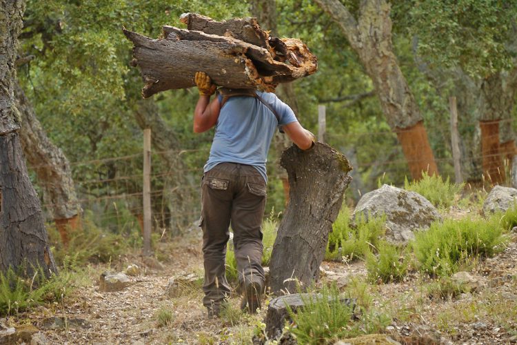 Ronda recibe un reconocimiento internacional por su buena gestión en los espacios forestales