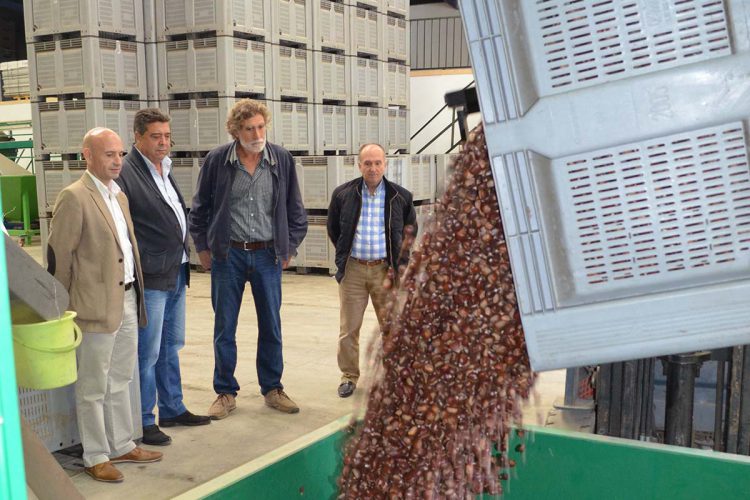 Pujerra pone en marcha la primera fábrica de harina de castaña de Andalucía