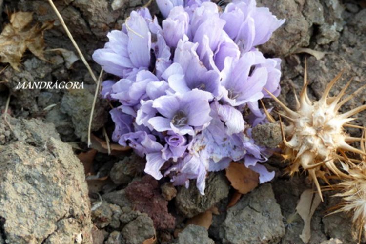 Plantas de la Serranía de Ronda: la Mandrágora, la planta mágica