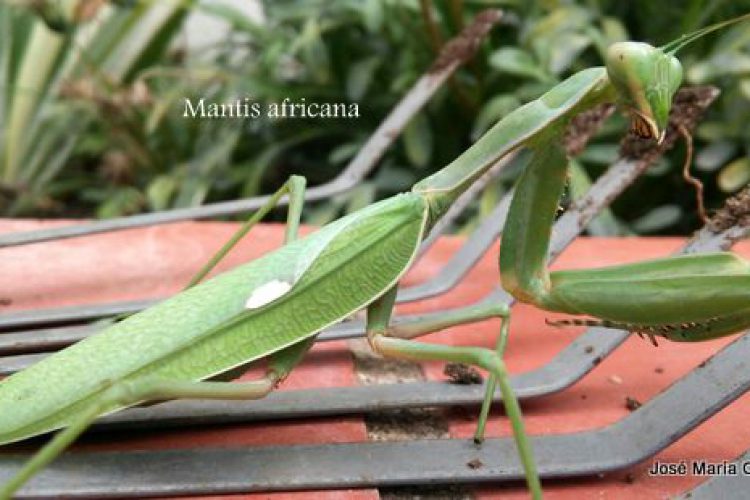 Fauna de la Serranía de Ronda: Mantis acorazada, Mantis africana (Sphodromantis viridis)