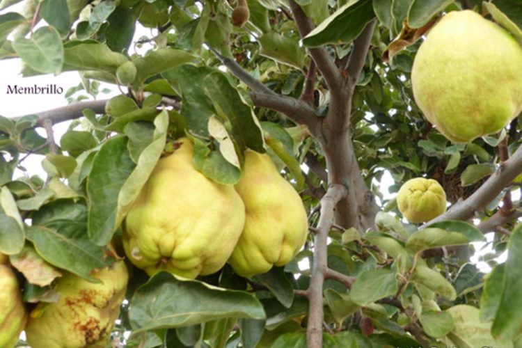 Plantas de la Serranía de Ronda: Membrillo (Cydonia oblonga)