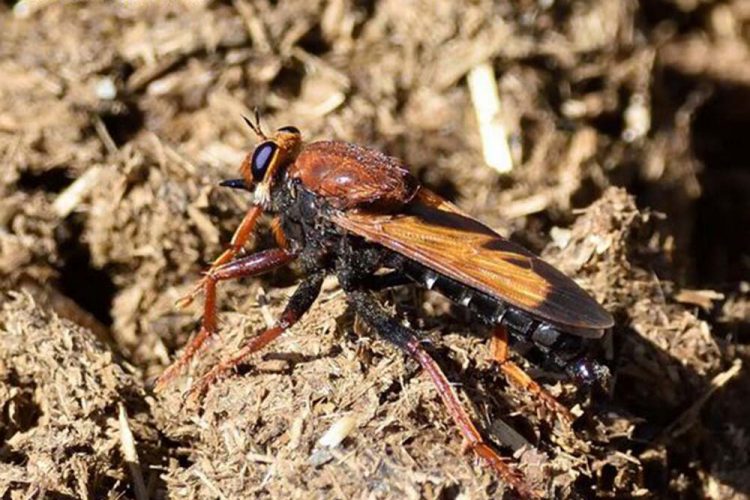 Fauna de la Serranía de Ronda: Moscas asesinas