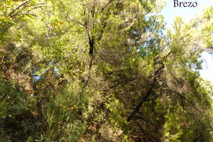 Plantas de la Serranía de Ronda: Brezo (Erica arbórea)