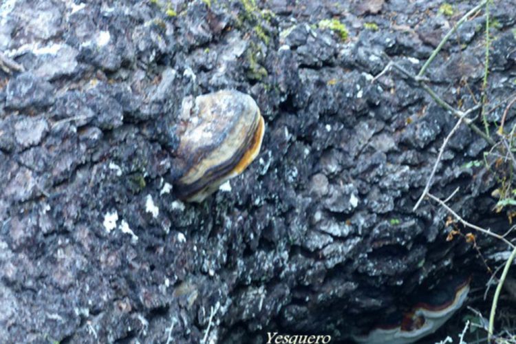 Seta Yesquero. Seta Casco de Caballo (Fomes fomentarius)