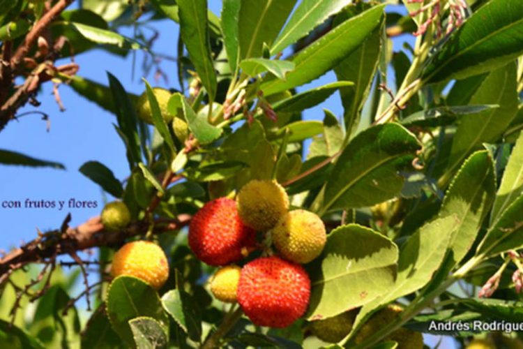 Plantas de la Serranía de Ronda: Madroño ‘Arburus unedo. Linneo’. Familia Erinaceas