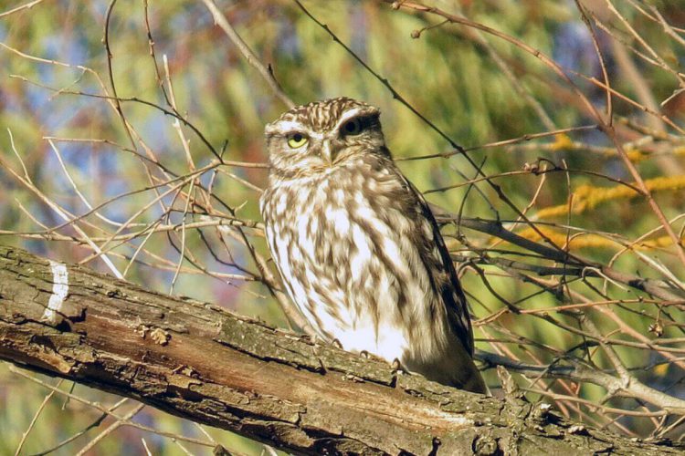 Fauna de la Serranía de Ronda: Mochuelo europeo (Athene noctua)