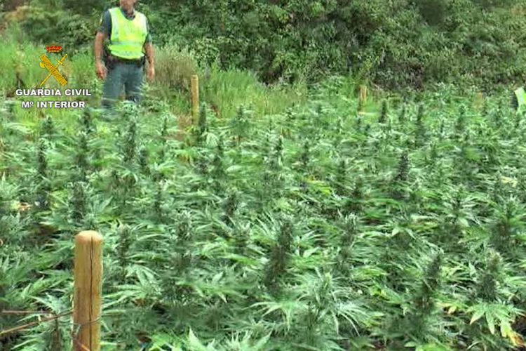 La Guardia Civil desarticula una organización criminal dedicada al cultivo de marihuana en el Valle del Genal