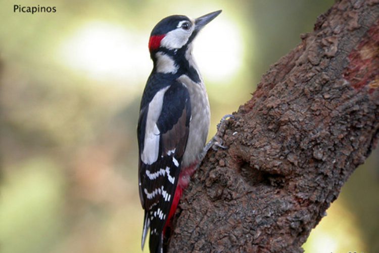 Fauna de la Serranía de Ronda: Pico picapinos (Dendrocopos major)