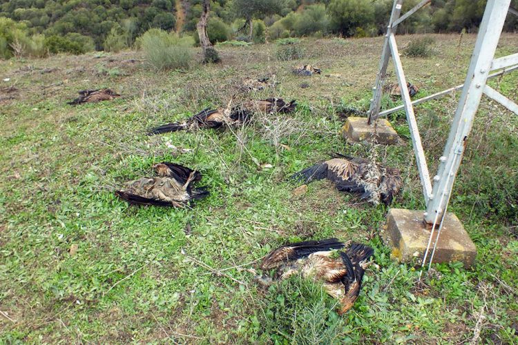 Ecologistas rondeños localizan diez buitres electrocutados en Sierra Crestellina