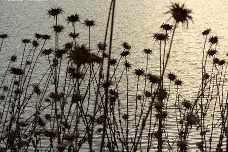 Plantas de la Serranía de Ronda: Cardo mariano (Silybum marianum)