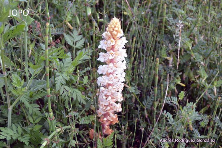 Plantas de la Serranía de Ronda: Jopo (Orobanche spp.)