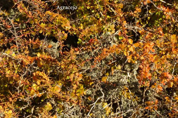 Plantas de la Serranía de Ronda: Agracejo (Berberis vulgaris)