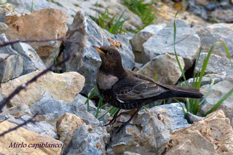 Fauna de la Serranía de Ronda: Mirlo capiblanco (Turdus torquatus)