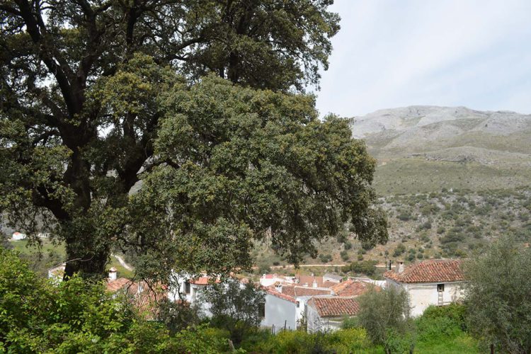 La encina Vallecillo, la gran desconocida de Parauta