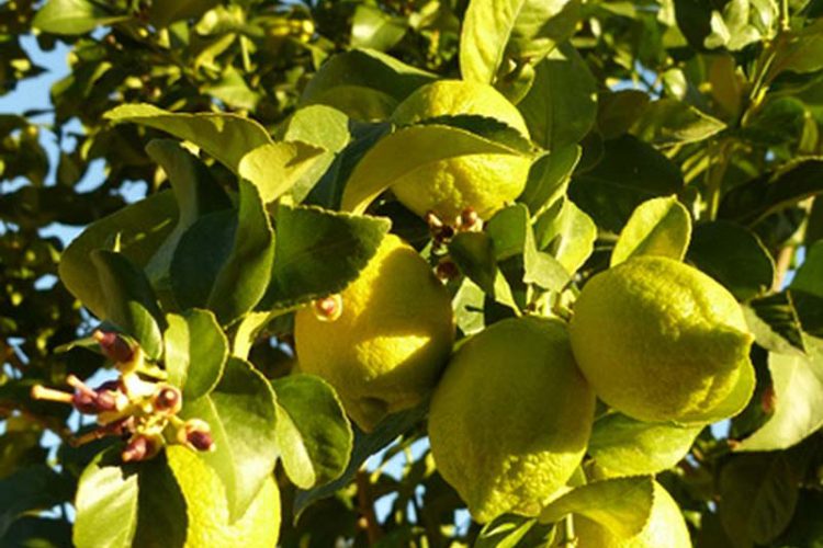 Plantas de la Serranía de Ronda: (Limonero Citrus x limón)