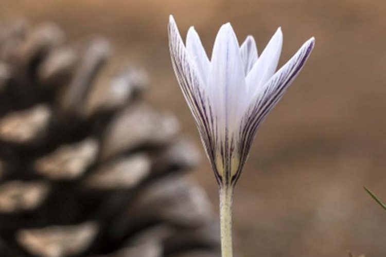 Plantas de la Serranía de Ronda: Azafrán de Sierra Nevada (Crocus nevadensis)