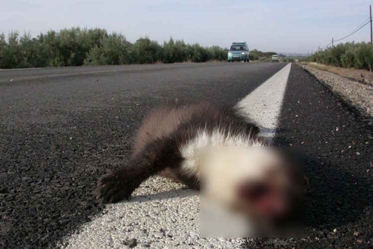 Fauna de la Serranía de Ronda: los furtivos y los coches, los grandes enemigos de la garduña