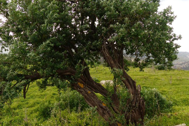 Fauna de la Serranía de Ronda: Hediondo. Altramuz del diablo (Anagyris foetida)