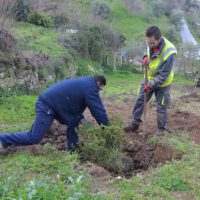 La Diputación de Málaga impulsa una plantación de pinsapos en el Parque Nacional Sierra de las Nieves