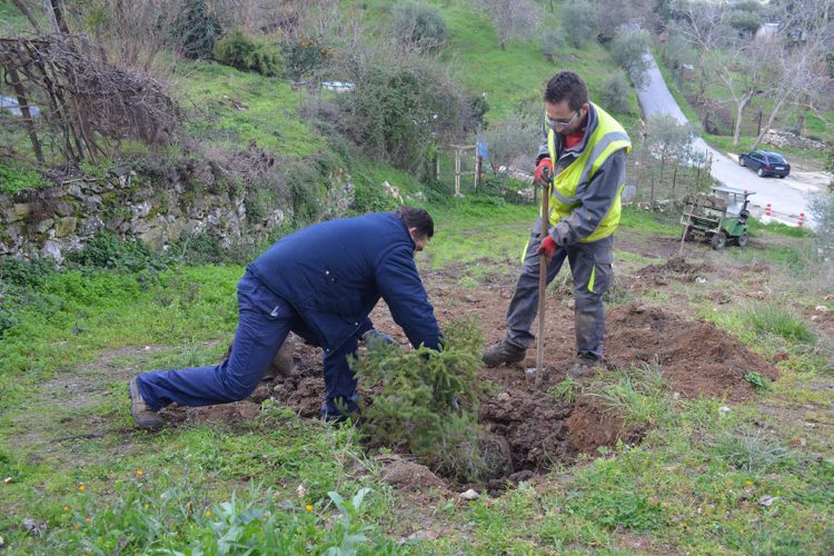 Parauta planta 60 pinsapos y 15 algarrobos en diferentes rincones del pueblo