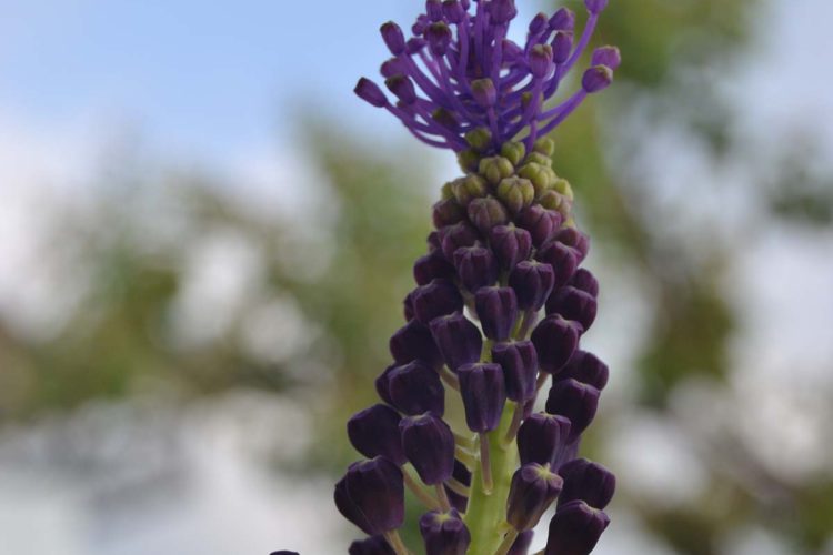 Plantas de la Serranía de Ronda: Muscari, Muscaris, Nazarenos