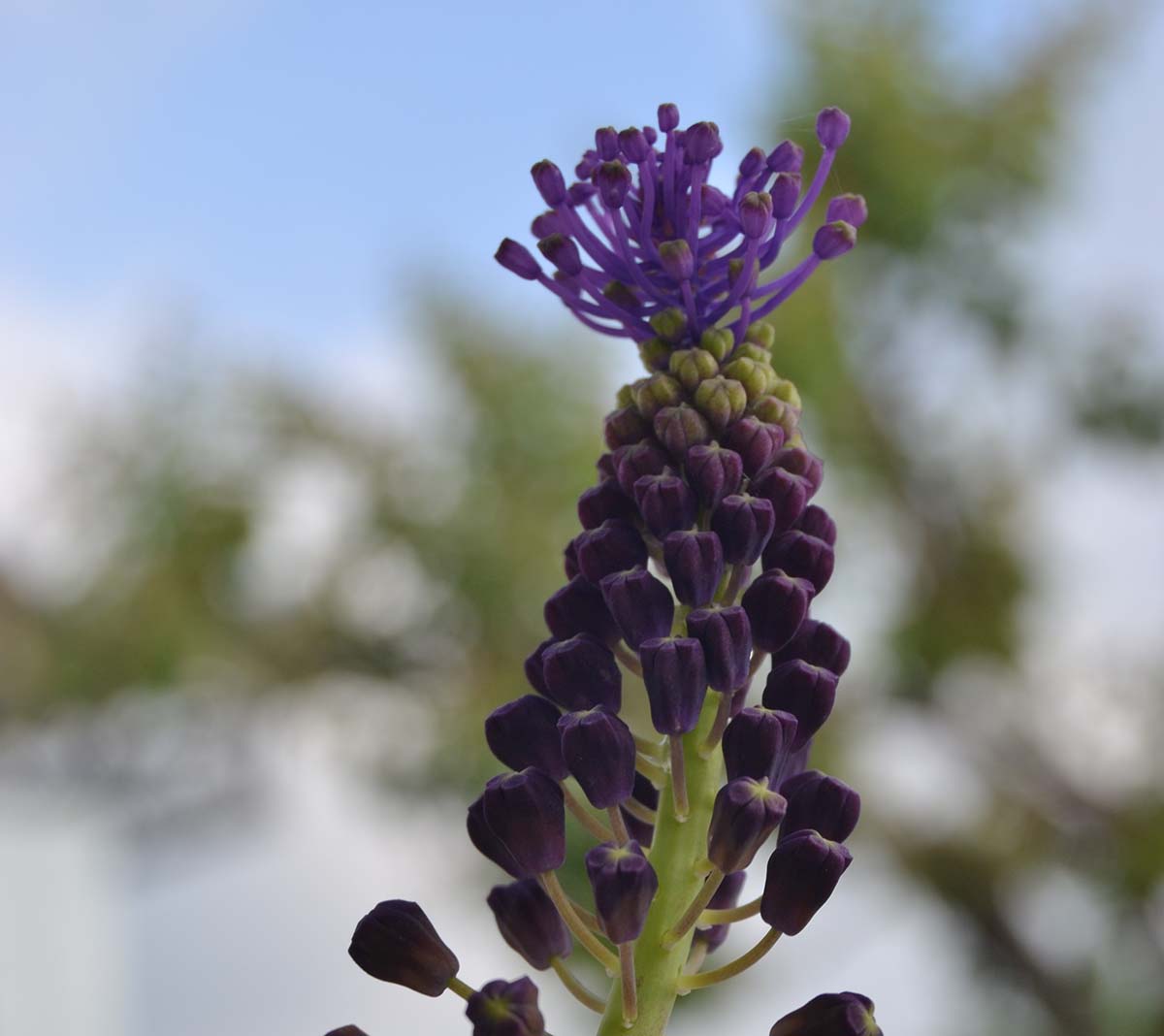 Plantas de la Serranía de Ronda: Muscari, Muscaris, Nazarenos | Diario Ronda