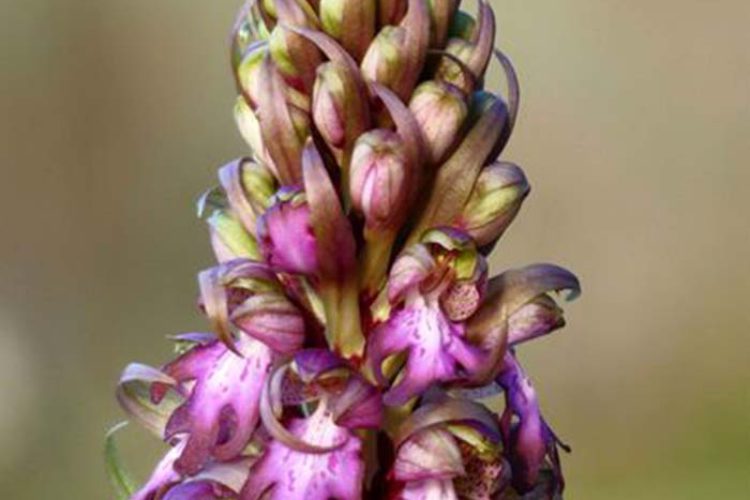 Plantas de la Serranía de Ronda: La primera orquídea de la temporada