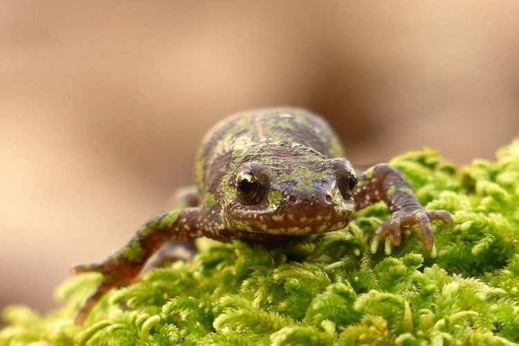 Fauna de la Serranía de Ronda: Tritón pigmeo (Triturus pygmaeus)