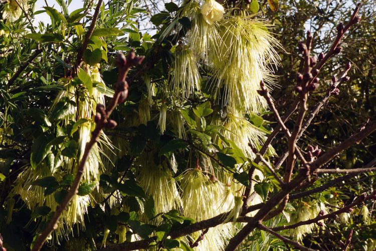 Plantas de la Serranía de Ronda: Aján, vidriera, hierba muermera, plumajes andaluces, enredadera andaluza, cola de ardilla o clemátide de Virginia (Clematis cirrhosa)